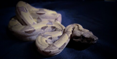 Header of adalindgrayfree