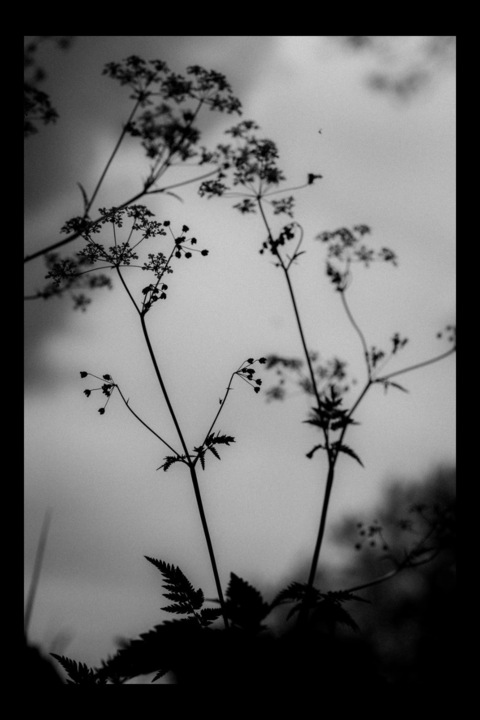 Header of allison1111