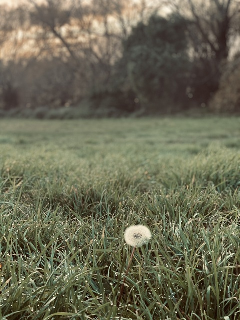 Header of amber147