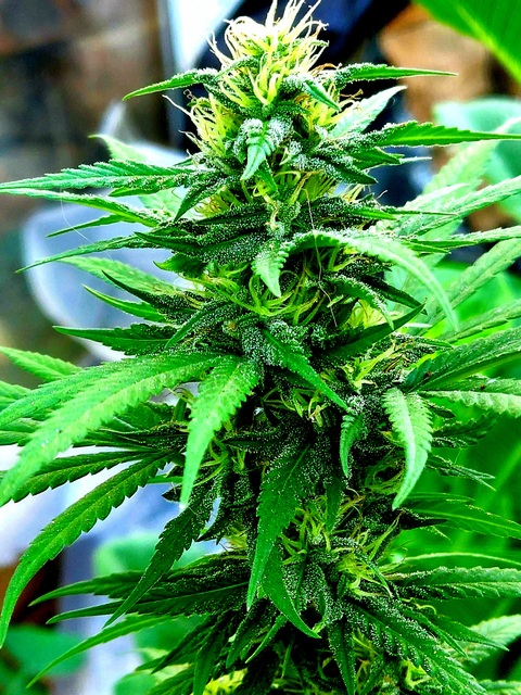 Header of ash.leigh420