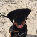 Onlyfans leaked aurorarottweiler 

 profile picture