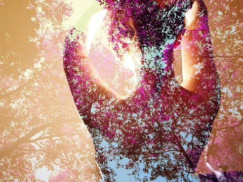 Header of autumnrose-x