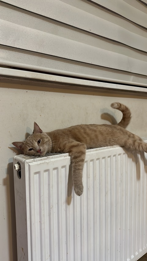 Header of babyevelina