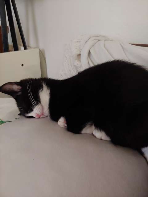 Header of babymeatball