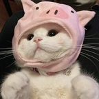 baochaoxiaosu (你的老婆酥酥) OnlyFans Leaks 

 profile picture