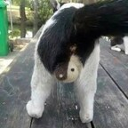 billbrwnbrwn (Bill Brown) OnlyFans Leaked Pictures and Videos 

 profile picture