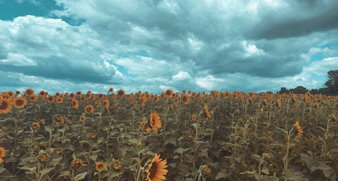 Header of brittmichellee