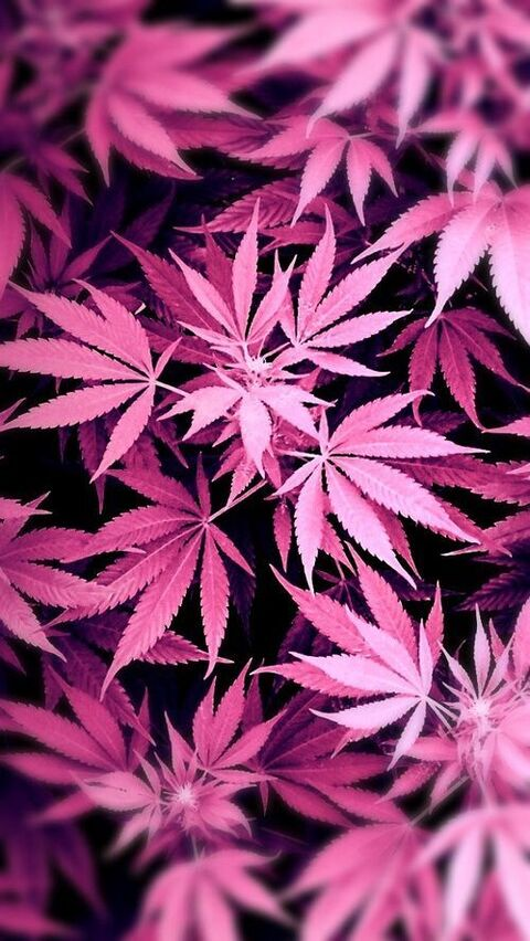 Header of cannababecara