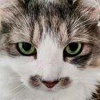 Onlyfans leak captcuddles 

 profile picture