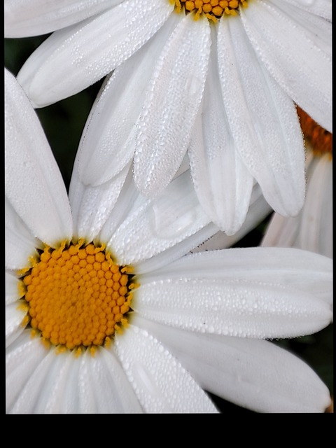 Header of cerezita_umbra