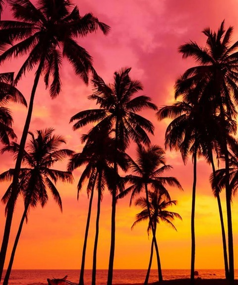 Header of cherry_6969