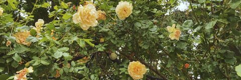 Header of claudia_myers31