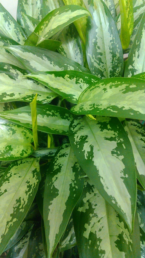 Header of corallus1
