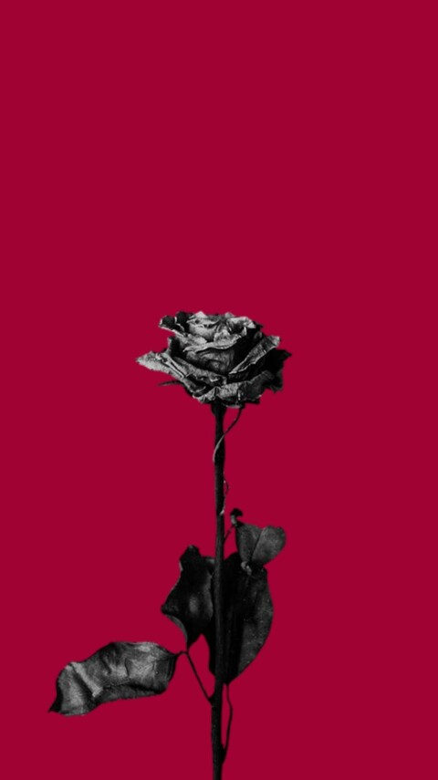 Header of deadroses