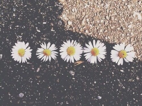 Header of dreamgirlsix