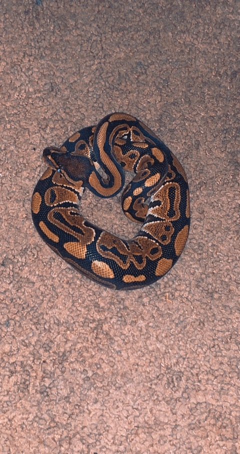 Header of envieemula