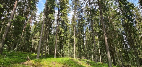 Header of finnishnymph