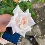 GCC Boys 🇦🇪🇰🇼🇶🇦🇸🇦🇧🇭 gcc_boys Leaked OnlyFans 

 profile picture