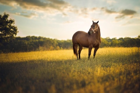 Header of gunnarwindsor