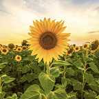 hoefordaysss (Anonymous) free OnlyFans Leaked Pictures and Videos 

 profile picture