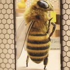 hornetshoney OnlyFans Leak 

 profile picture