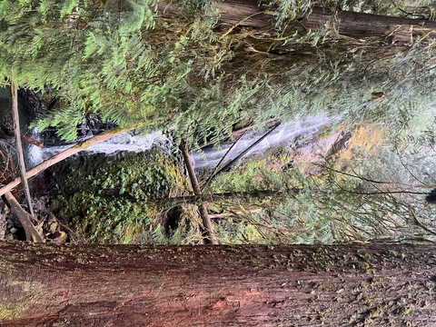 Header of ivypearl42069