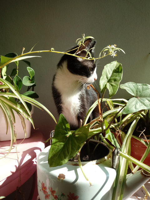 Header of jesuisanita