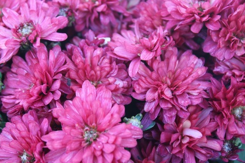 Header of julezbaby5