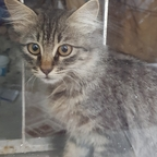 Download kedicik OnlyFans leaks for free 

 profile picture