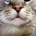 kitcatmeowston OnlyFans Leaked Photos and Videos 

 profile picture