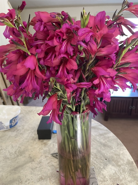 Header of kittyscott2