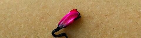 Header of lilasterra