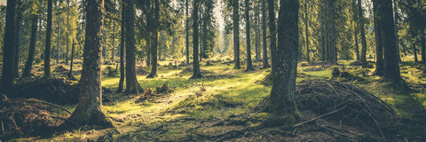 Header of lilyfox_xo