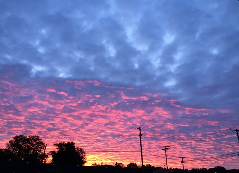 Header of lizzybitch