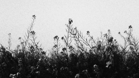 Header of lovenblood.xo