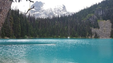 Header of magicbird18