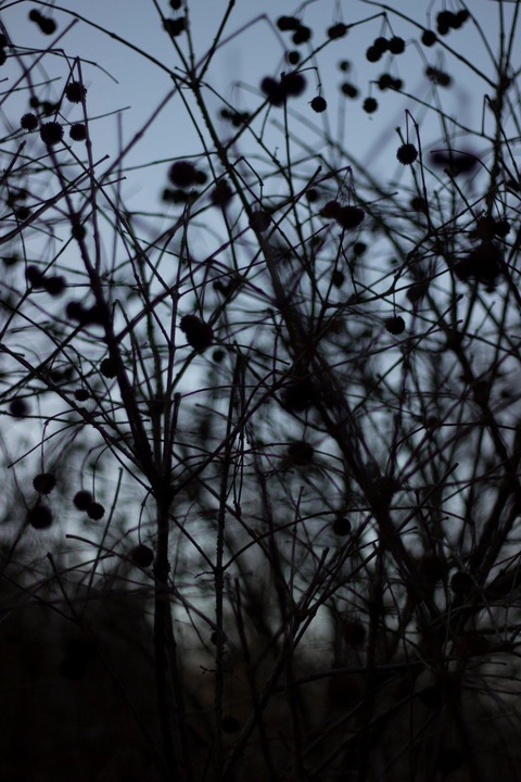 Header of medestruit