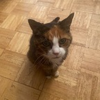 meowsexual OnlyFans Leaks 

 profile picture