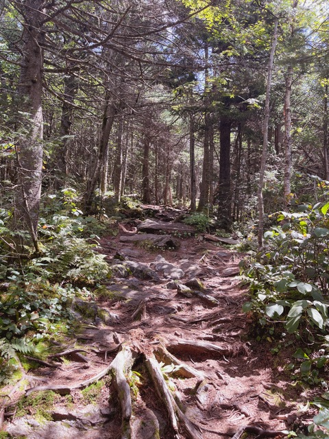 Header of mickeysfreepage