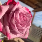 naughtylilrosie (Rose) OnlyFans Leaked Pictures & Videos 

 profile picture