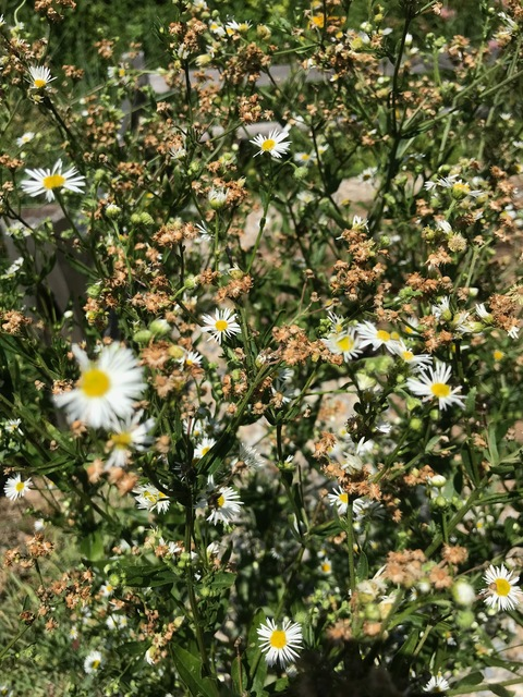 Header of nicolethealien