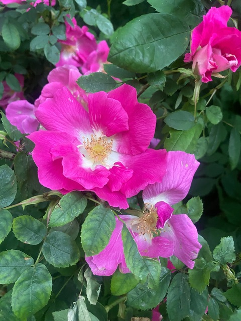 Header of olivekitvip