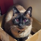 Download onlyny4n OnlyFans videos and photos for free 

 profile picture