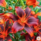 pinkhunny OnlyFans Leaked Photos and Videos 

 profile picture