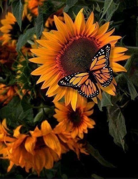 Header of poison_ivy712