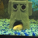 prettybunny213 (Charlie🎀) OnlyFans Leaked Pictures and Videos 

 profile picture