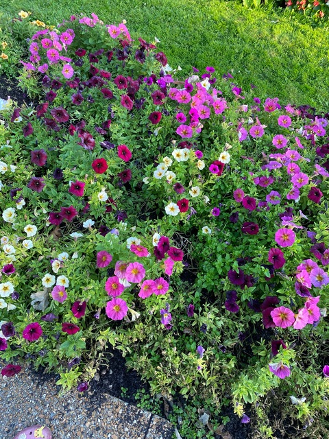 Header of ricanjawn22