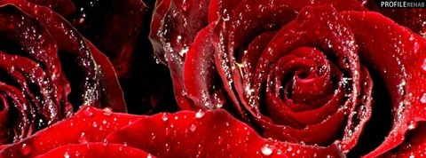 Header of roseteawithcream