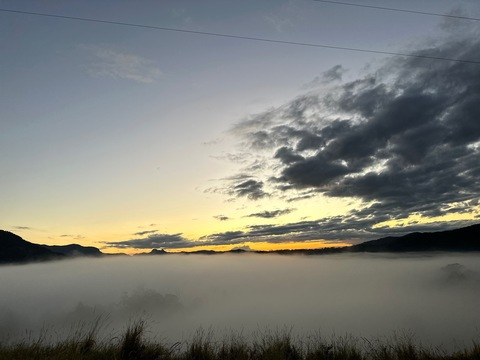 Header of s_lilly005