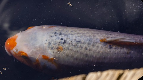 Header of sageofthesexpaths